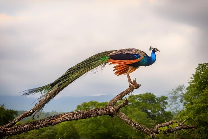 Udawalawe Safari Day Trip with Return Transport - All Inclusive - Timing, heat, and wildlife viewing tips that actually help