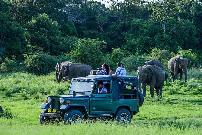 Udawalawe Safari DayTrip frm Bentota/Kalutara/Ahungalla/Hikkaduwa - Why Udawalawe is so good for elephant spotting