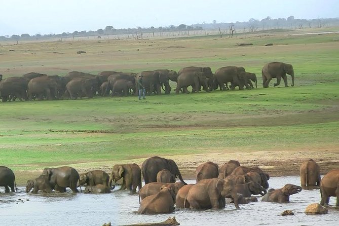 Udawalawe Safari DayTrip frm Bentota/Kalutara/Ahungalla/Hikkaduwa - Elephant Transit Home: what you’ll see and why it matters