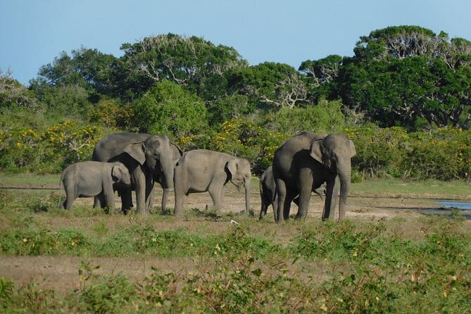 Udawalawe Safari & Elephant Orphanage visit from Hambantota port - Udawalawe Elephant Orphanage: what this stop is really for