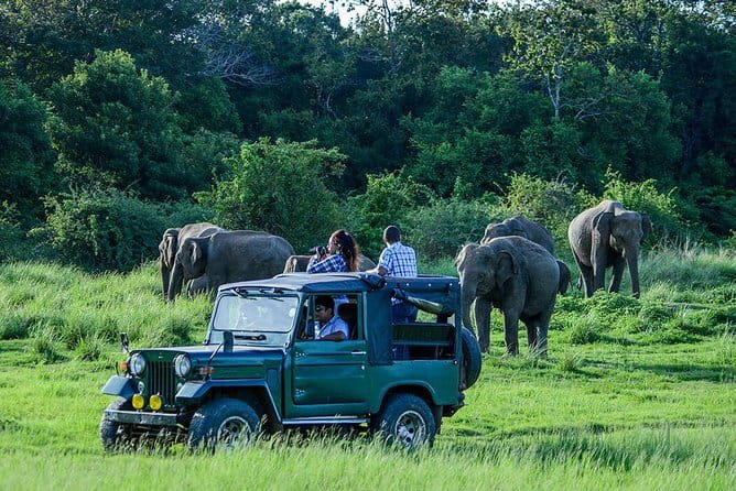 Udawalawe Safari & Elephant Orphanage visit from Hambantota port - Price and value: what you pay, and what you should budget