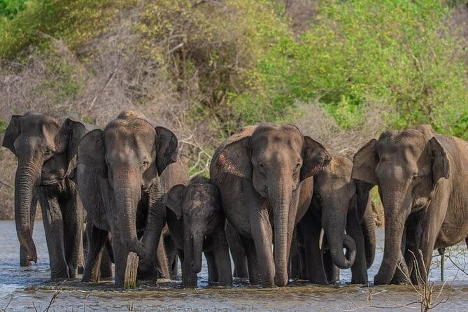 Udawalawe Safari & Elephants Orphanage tour from Hambantota port - Udawalawe From Hambantota Port: what this half-day safari is really like