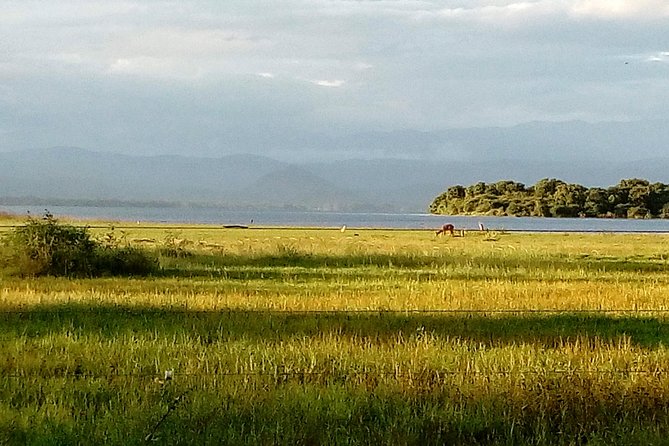 Udawalawe Safari - Private & Customize Tour - Udawalawe Elephant Safari: Private Jeep, Real Wildlife Time