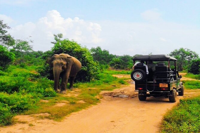 Udawalawe Safari - Private & Customize Tour - Inside Udawalawe National Park: 3 Hours of Guided Jeep Safari