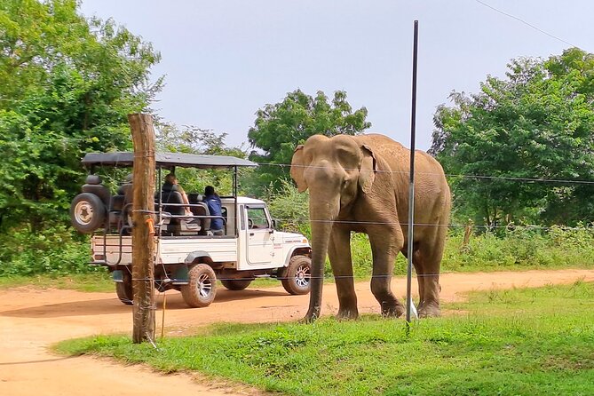 Udawalawe Safari - Private & Customize Tour - Lunch, Bottled Water, and an Air-Conditioned Vehicle