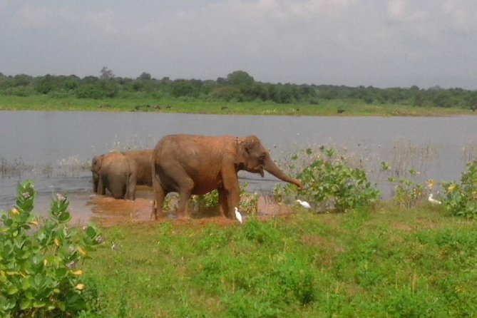 Udawalawe Safari - Private & Customize Tour - Price and Value: Is $110 Per Person Fair?