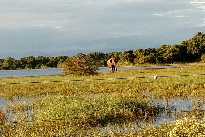 Udawalawe Safari - Private & Customize Tour - The Booking Call: Should You Book This Udawalawe Safari?