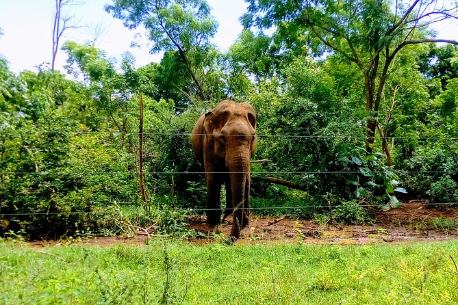 Udawalawe Safari - Private & Customize Tour - The 8 to 10 Hour Day, and Why It Works