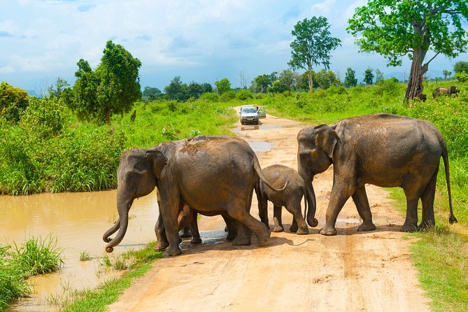 Udawalawe Safari Private Day Tour Kaluthara/Beruwala/Bentota/Kosgoda/Ahungalla - What’s included, and why that affects real value