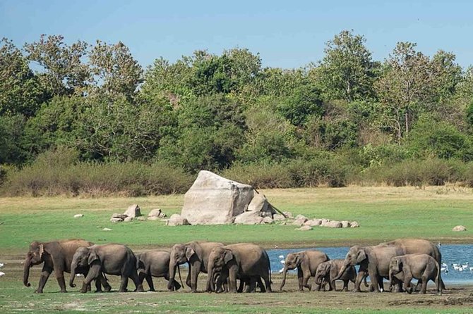 Udawalawe Safari Private Day Tour Kaluthara/Beruwala/Bentota/Kosgoda/Ahungalla - Service style: pickup, communication, and small-group comfort