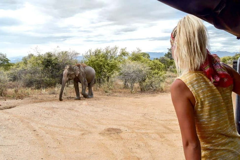 Udawalawe Safari Private Day Trip with Lunch - All Inclusive - Key Highlights You’ll Actually Care About