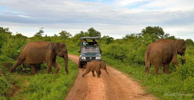 Udawalawe Safari Private Day Trip with Lunch - All Inclusive - Udawalawe National Park: Why This Wildlife Day Works
