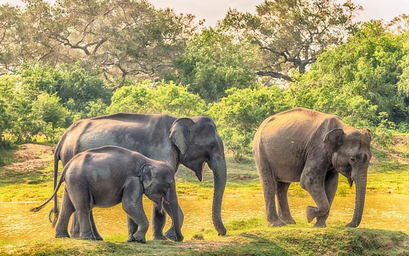Udawalawe Safari Private Day Trip with Lunch - All Inclusive - Pickup Times: Choosing 4:00am, 7:00am, or 11:00am