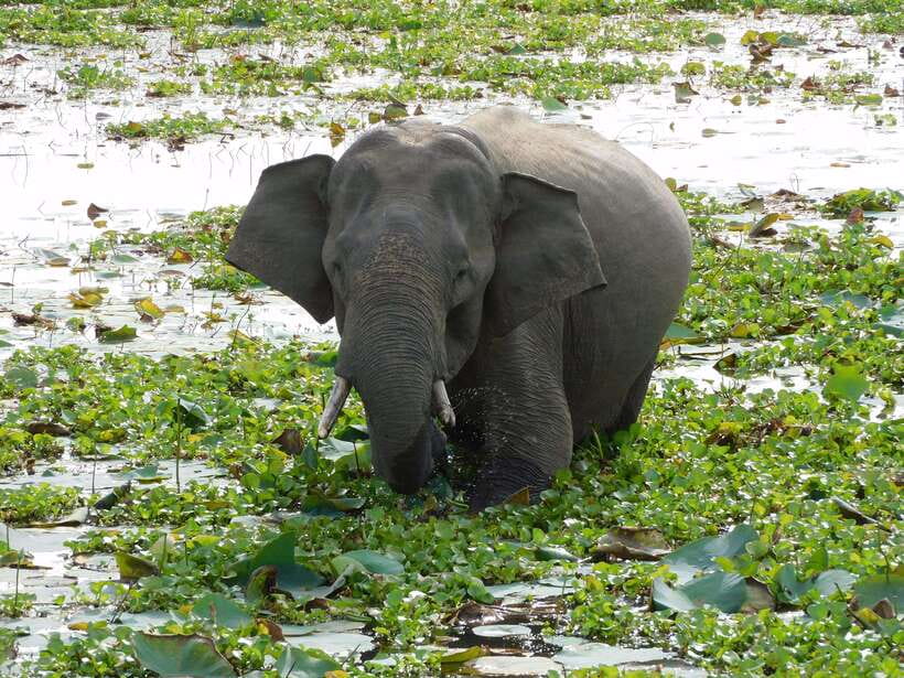 Udawalawe Safari Tour from Hambantota Port (Shore Excursion) - Key things I’d circle on your plan