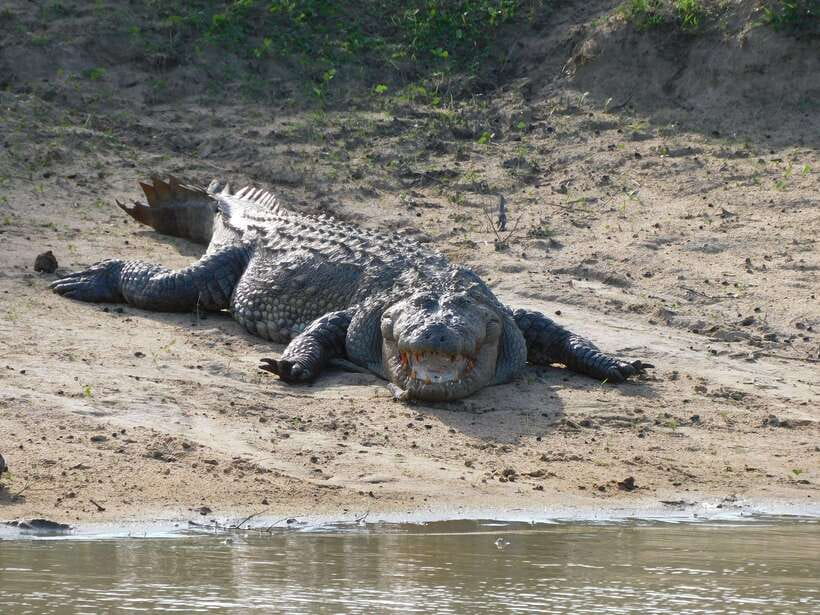 Udawalawe Safari Tour from Hambantota Port (Shore Excursion) - FAQ