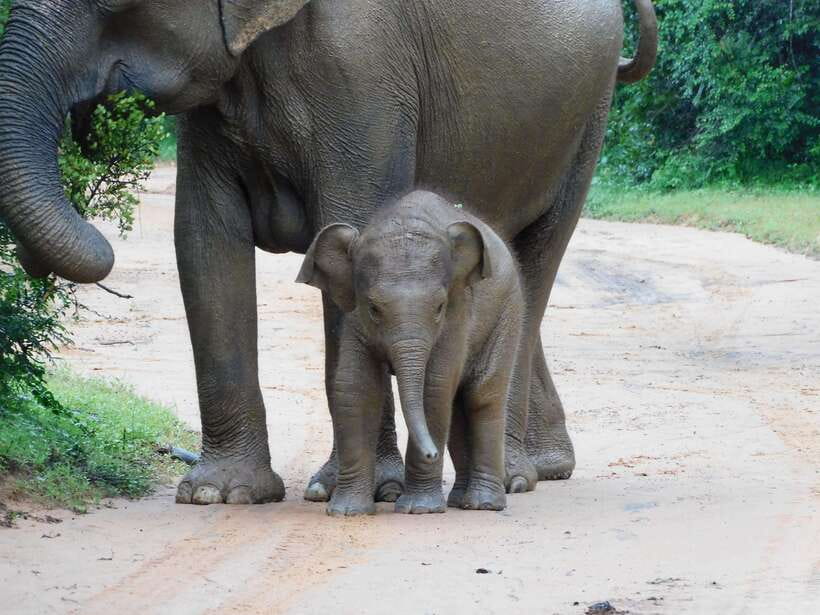 Udawalawe Safari Tour from Hambantota Port (Shore Excursion) - Elephant Transit Home: what the 1-hour stop feels like in real life