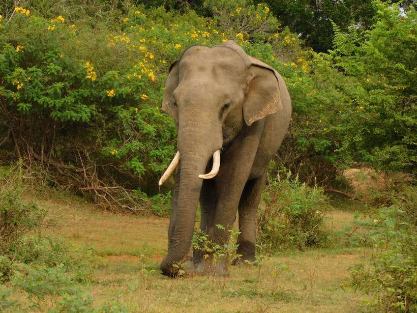 Udawalawe Safari Tour from Hambantota Port (Shore Excursion) - Water, cool drinks, and snacks: what you actually get (and what you might not)