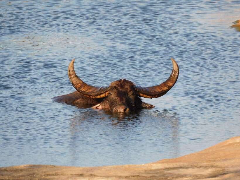 Udawalawe Safari Tour from Hambantota Port (Shore Excursion) - Who should book this safari, and who should skip it?