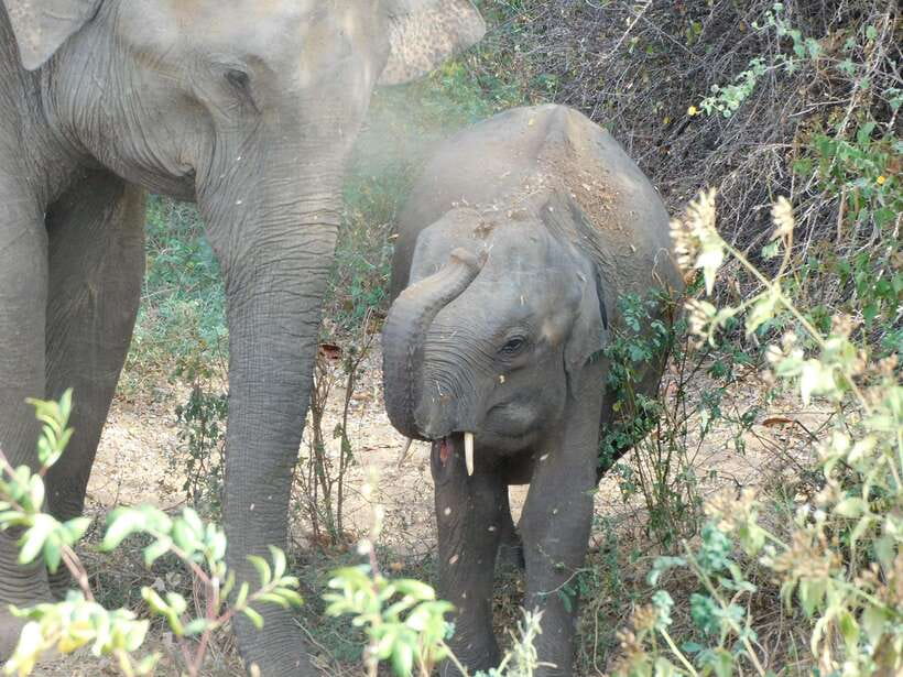 Udawalawe Safari Tour from Hambantota Port (Shore Excursion) - Practical tips to make your day smoother at the port