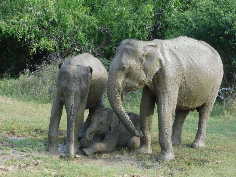 Udawalawe Safari Tour from Hambantota Port (Shore Excursion) - Should you book Udawalawe Safari from Hambantota Port?