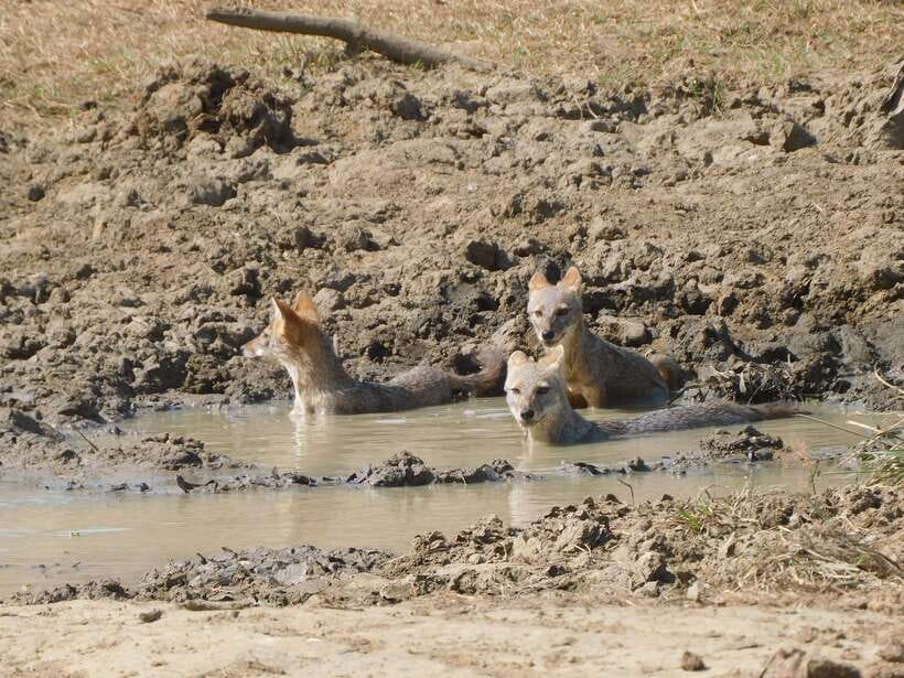 Udawalawe Safari Tour from Tissamaharama/Yala/Hambantota - Key things to love before you go