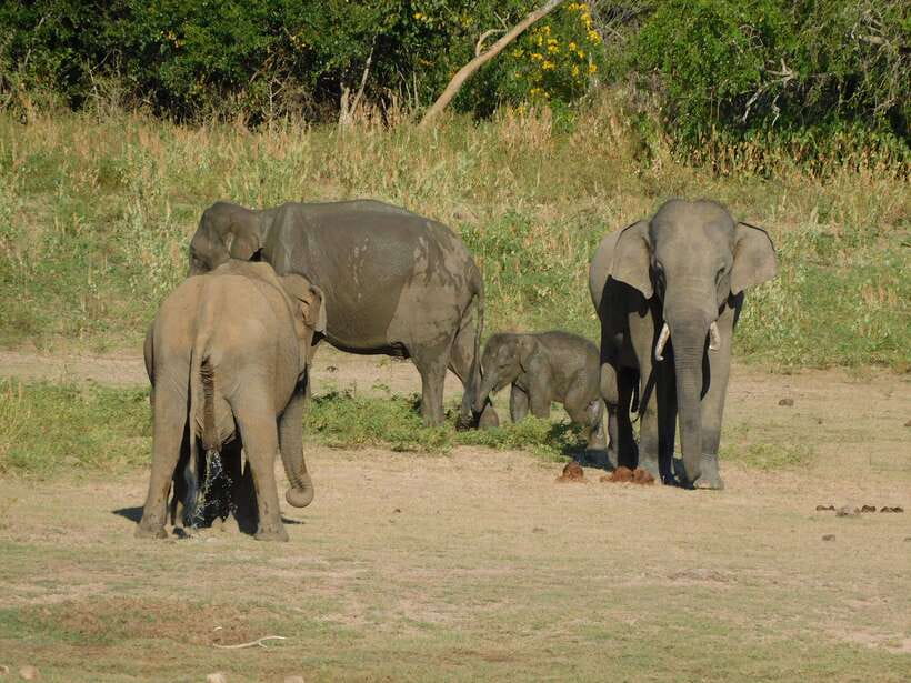 Udawalawe Safari Tour from Tissamaharama/Yala/Hambantota - Should You Book This Udawalawe Safari?
