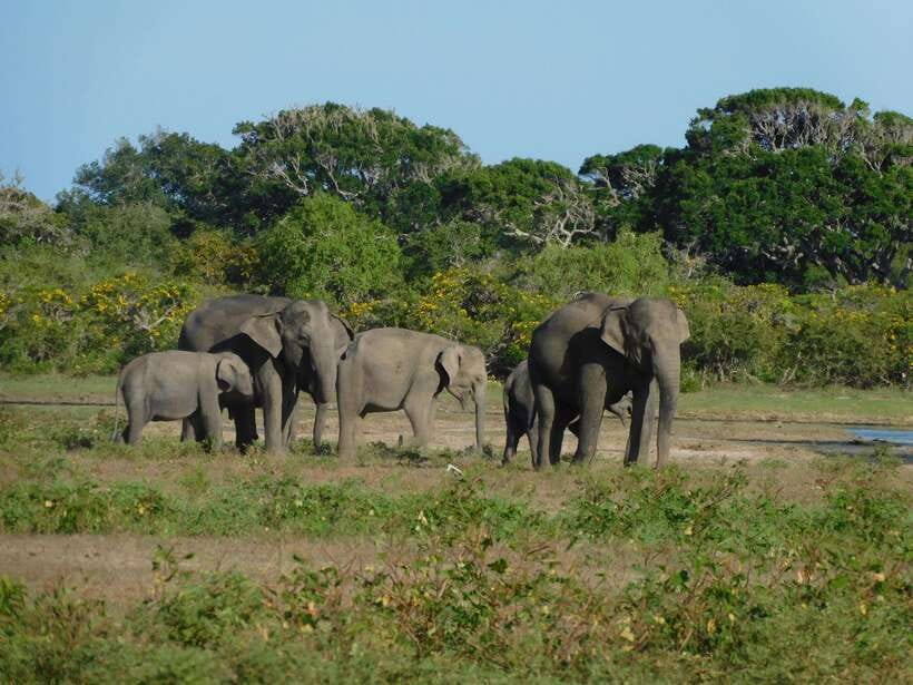 Udawalawe Safari Tour from Tissamaharama/Yala/Hambantota - Drinks, Binoculars, and a Guide Who Explains, Not Just Drives