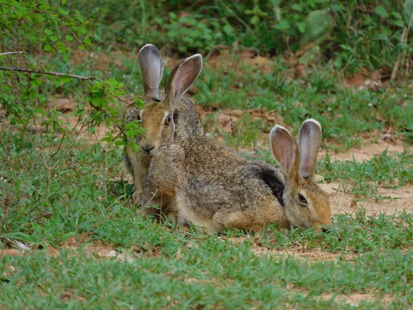 Udawalawe Safari Tour from Tissamaharama/Yala/Hambantota - Who This Udawalawe Safari Suits Best