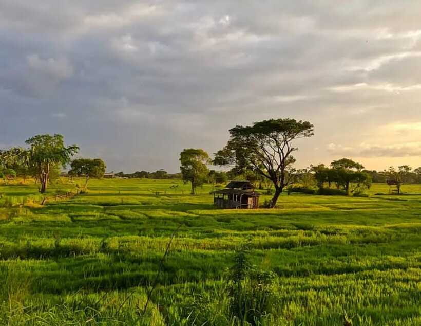 Unseen Sigiriya: Village & Rock Viewpoints by Tuk Tuk - Village roads, paddy fields, and a guide who actually explains what you see