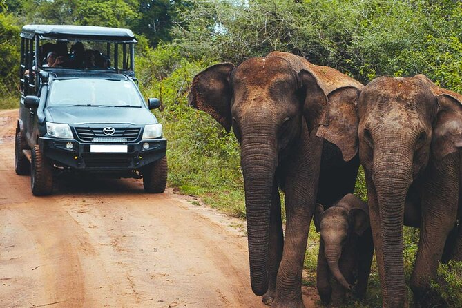 VALUE PACK! One Day Safari Tour to Yala and Udawalawa Parks - Udawalawe National Park: elephants up close and eyes on water