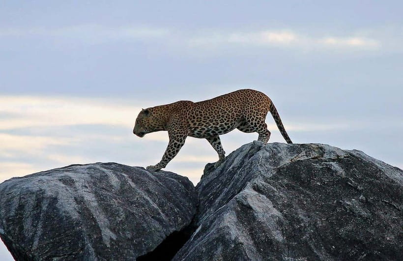 Value Tour: One Day Safari Trip to Yala & Udawalawe w/ Lunch - Two Parks, One Long Day: Yala to Udawalawe