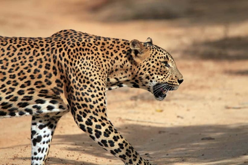 Value Tour: One Day Safari Trip to Yala & Udawalawe w/ Lunch - What Makes the Yala Jeep Time Work