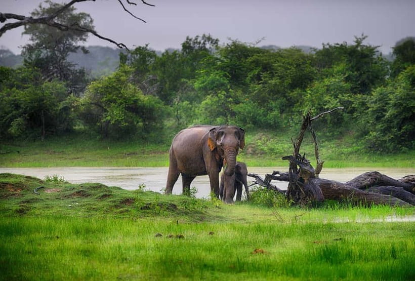 Value Tour: One Day Safari Trip to Yala & Udawalawe w/ Lunch - Authentic Picnic Lunch, Then Head to Elephant Time