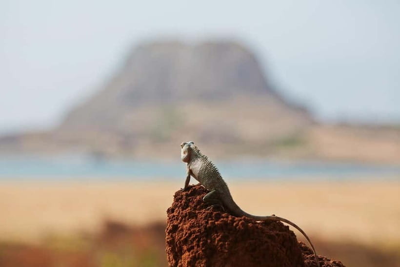 Value Tour: One Day Safari Trip to Yala & Udawalawe w/ Lunch - What You Can Realistically Hope to See