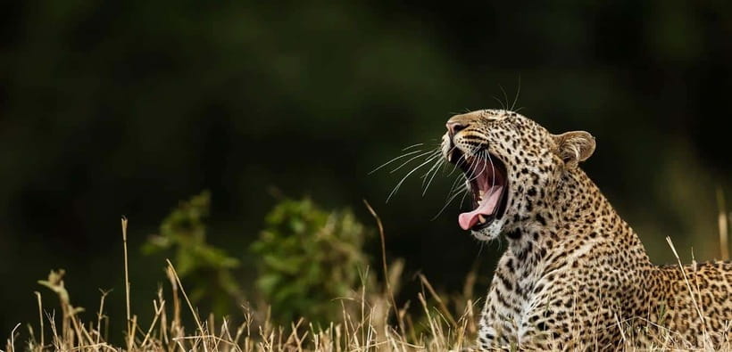 Value Tour: One Day Safari Trip to Yala & Udawalawe w/ Lunch - Getting There: Pickup Routes and a Cool Ride