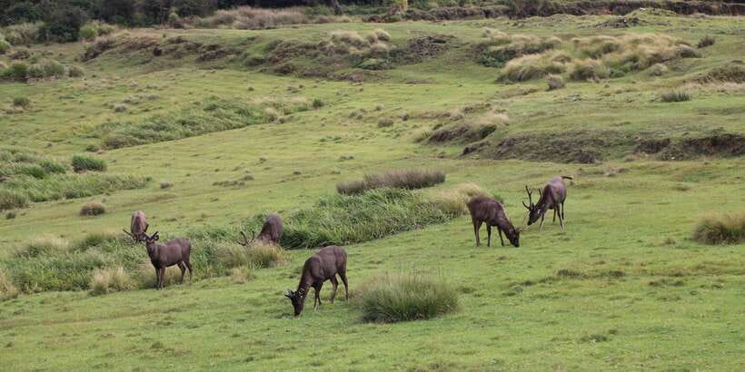 Visit Horton plains and Nuwara Eliya from Ella - Nuwara Eliya: colonial charm, tea town energy, and easy wandering