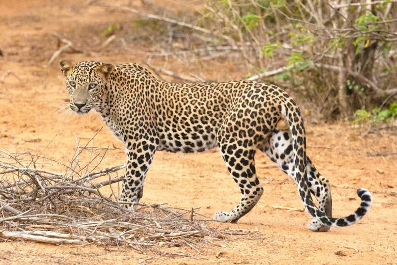 Visit sri Lanka 7 Days Round Trip - Key points to know before you go