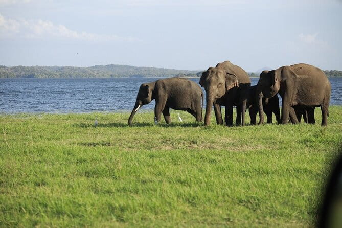 Visiting the Historical Polonnaruwa Ruins and Minneriya Safari - The 7:30am start, and how the timing really works