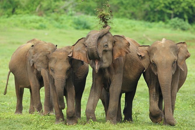 Walawe Palm Safari Udawalawe - Wildlife odds in plain terms: elephants, crocodiles, birds, and the leopard possibility