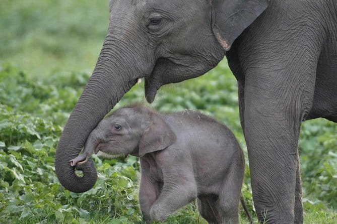 Walawe Palm Safari Udawalawe - Tips to get the most out of your safari day