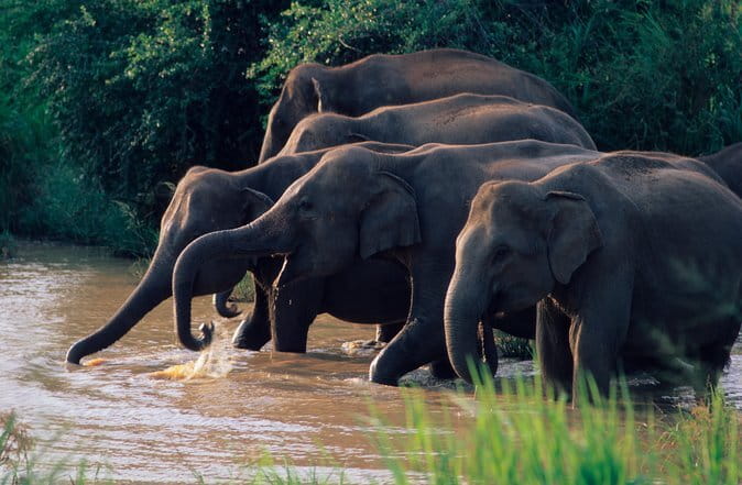 Wasgamuwa National Park Safari from Kandy - Key things to know before you go