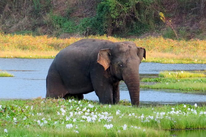 Wasgamuwa National Park Safari from Kandy - Kandy start point and return: keep your day flexible