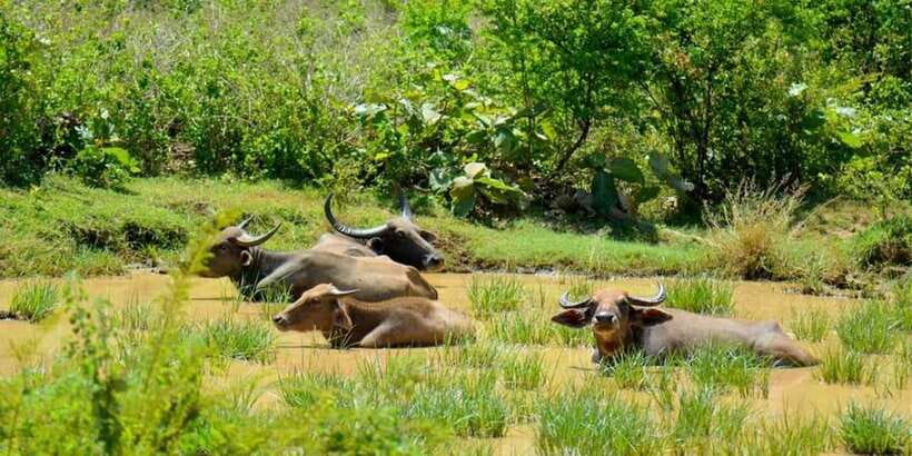 Wasgamuwa National Park Safari (Private Jeep) - Key points to know before you go