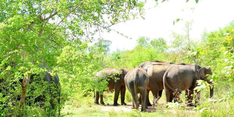 Wasgamuwa National Park Safari (Private Jeep) - Wasgamuwa National Park Safari by Private Jeep: The Real Value
