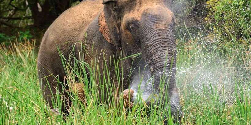 Wasgamuwa National Park Safari (Private Jeep) - From Your Wasgamuwa Hotel to the Park Gates: How the Day Flows