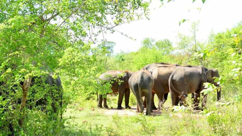 Wasgamuwa National Park Safari (Private Jeep) - Inside the Safari for 3 Hours: What You Can Really Expect to See