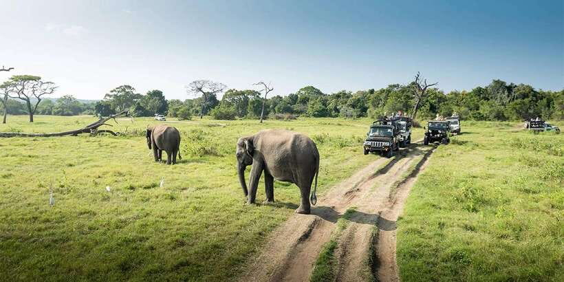 Wasgamuwa National Park Safari (Private Jeep) - Elephant Gathering: Why That Moment Is Worth the Wait