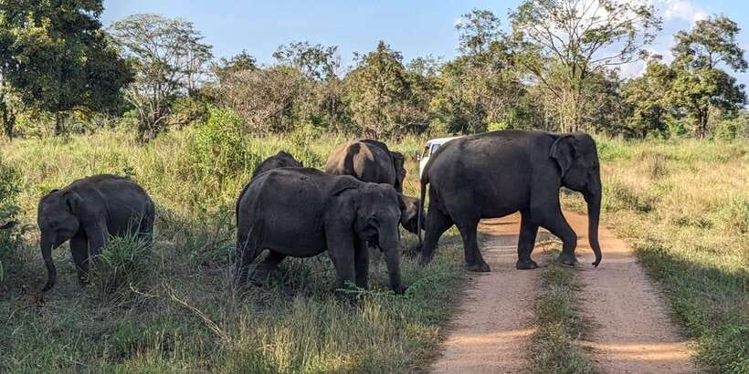 Wasgamuwa National Park Safari (Private Jeep) - Comfort and Practical Stuff: Snacks, Seating, and What to Bring