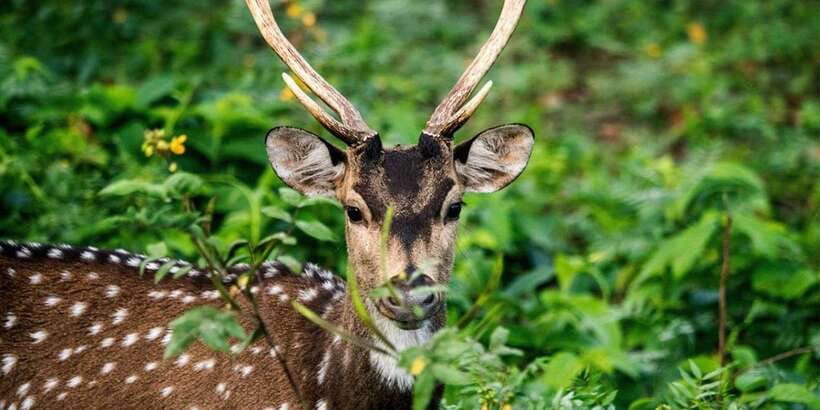 Wasgamuwa National Park Safari (Private Jeep) - Morning or Evening Safari: Pick the Mood, Not Just the Time