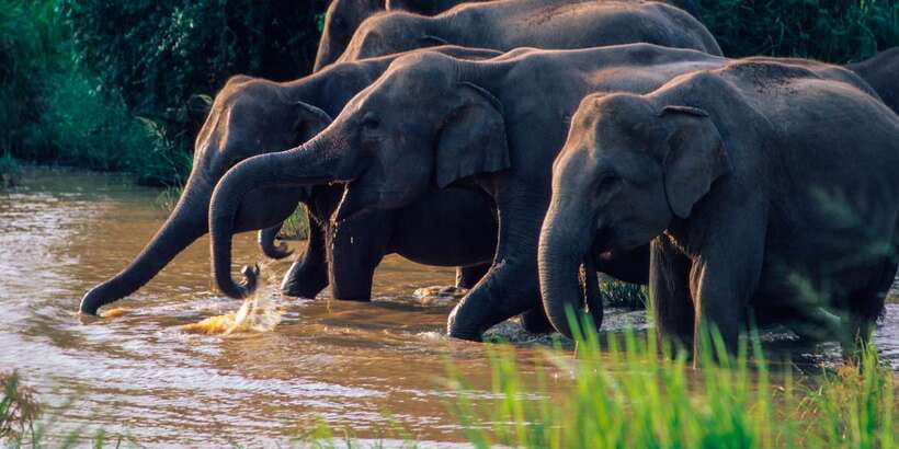 Wasgamuwa: Wasgamuwa National Park Private 3-Hour Safari - Key points before you go